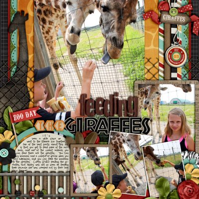 Feeding the Giraffes