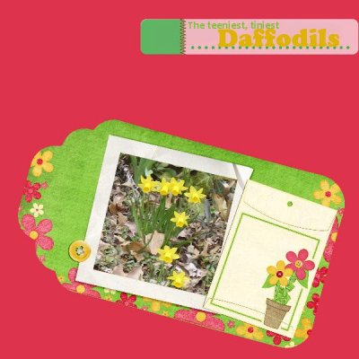 The teeniest, tiniest daffodils