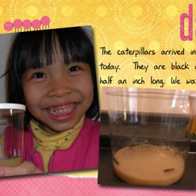 Butterfly raising - day 1