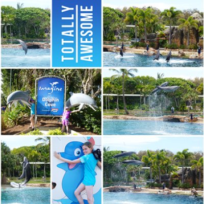 The dolphin show