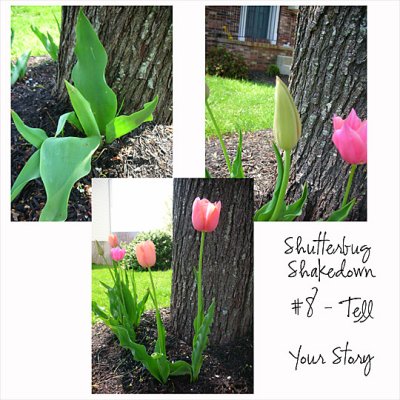 Challenge #8 Photos