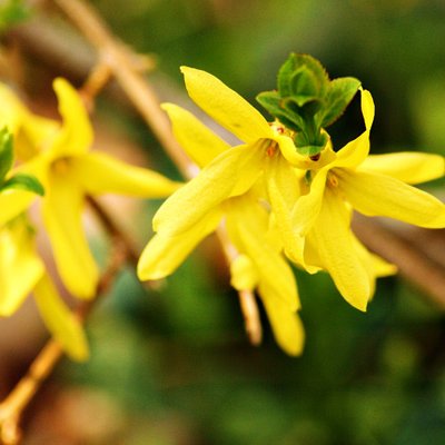 Spring has Sprung!