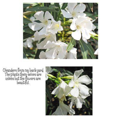 Oleanders