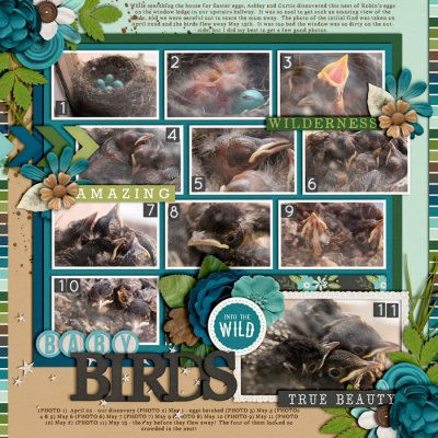 Baby Birds