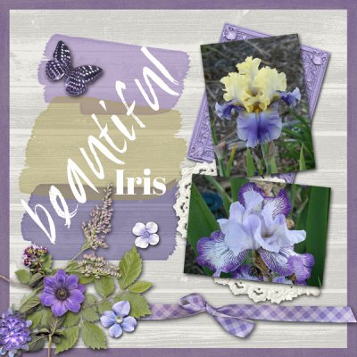 Beautiful Iris