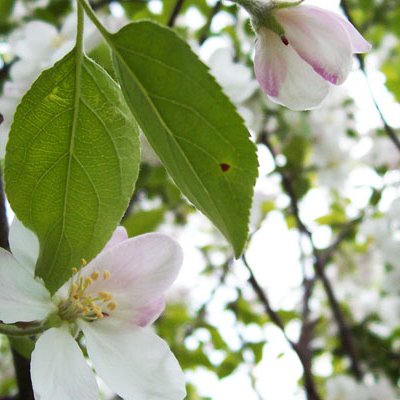 Apple Blossom Time
