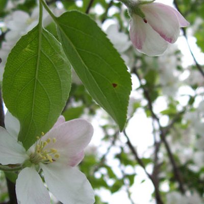 Apple Blossom Time