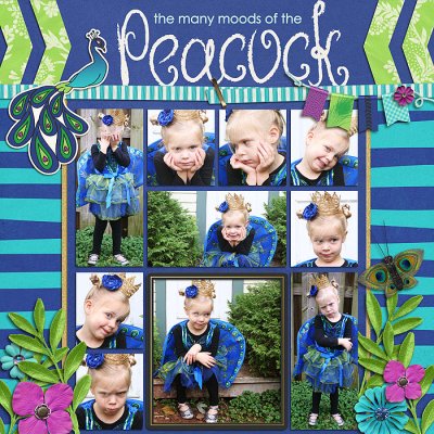 many moods of the peacock