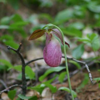Ladyslipper