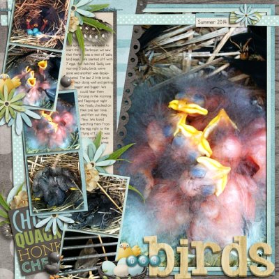 BBQBirds