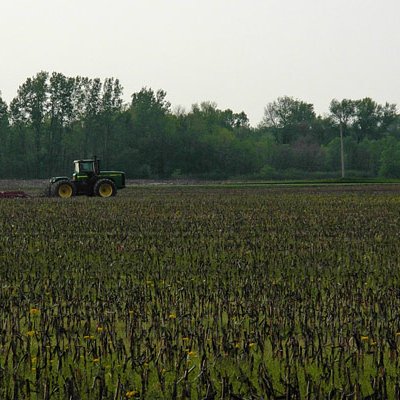 the field