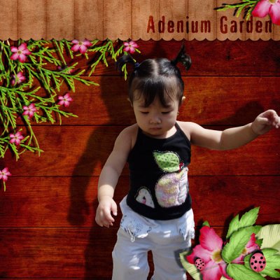 Adenium Garden