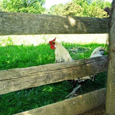 Escape from the Coop