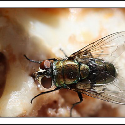 Shutterbug Shakedown #14 - Closeups