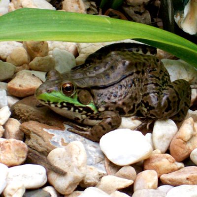 Ribbit Ribbit