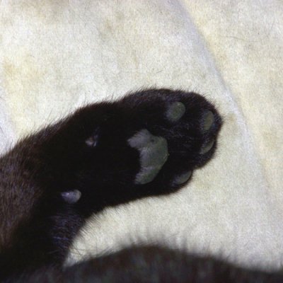 Nubie's Paw