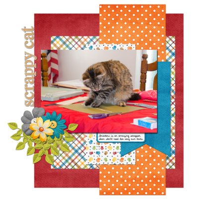 Scrappy Cat