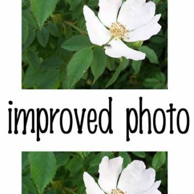 rosa photo comparison