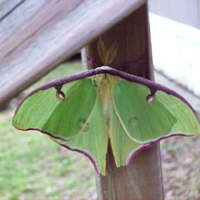 Moth #15