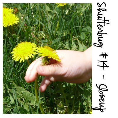 Dandelion Day