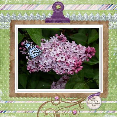 The Everyday Extraordinaire Lilac