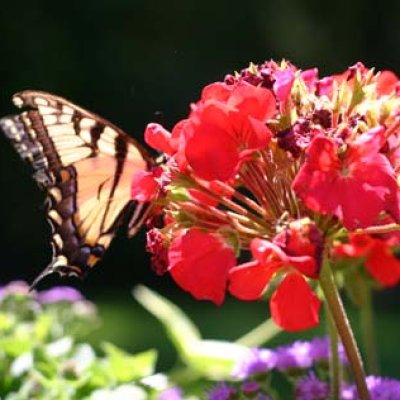 Shutterbug 15 - Beauty