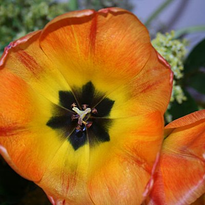 Flower Photo