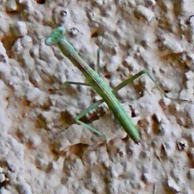 Praying Mantis