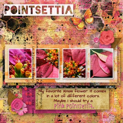 21 - Pointsettia