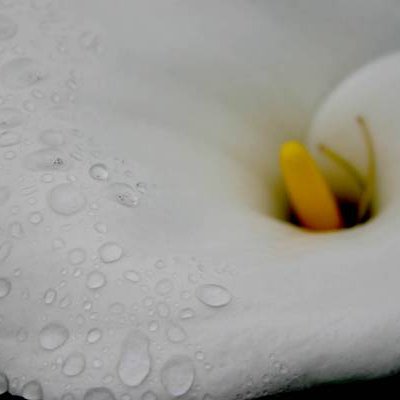 Beauty!