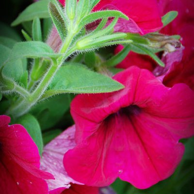 Shutterbug Shakedown #15