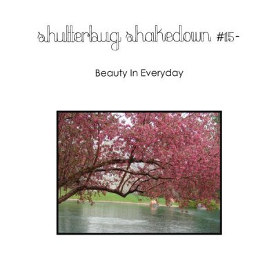 Shutterbug #15- Beauty In Everyday