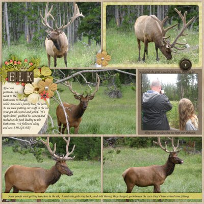 Elk 1