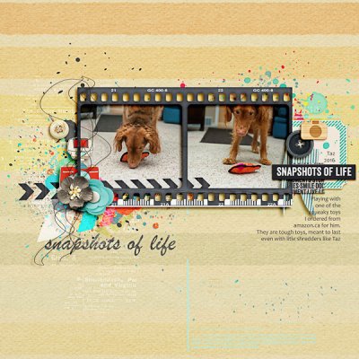 Snapshots Of Life