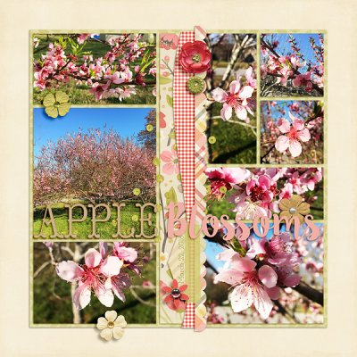 Apple Blossoms