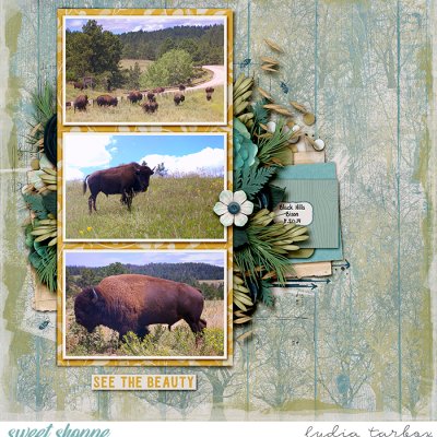 Black Hills Bison