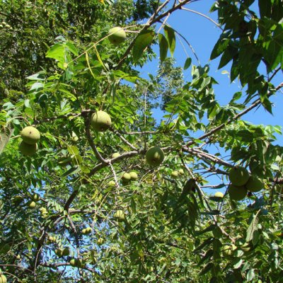 walnut season