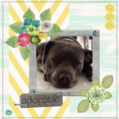 adorable pup