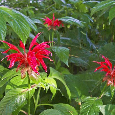 monarda "normal" shot