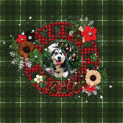 Caribou the Dog