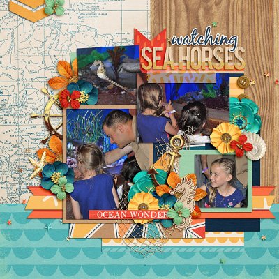 Watching Sea Horses