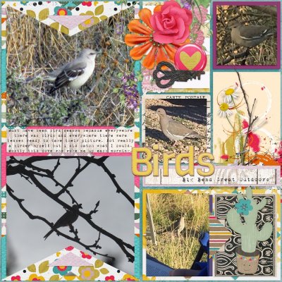 Birds March 2017