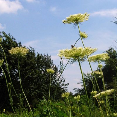 queen's anne lace-improved