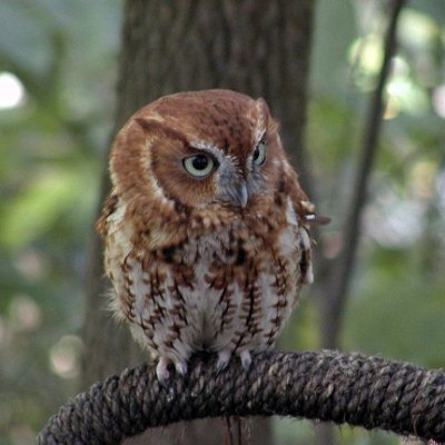 Screech Owl