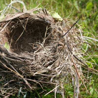 Empty Nest