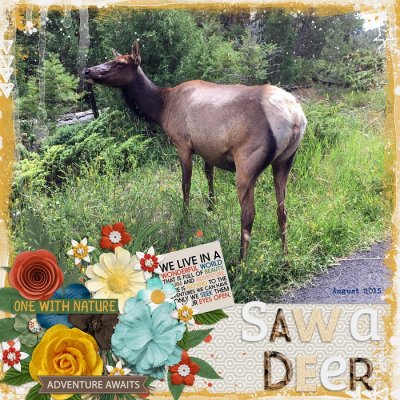 Saw a Deer August 2015