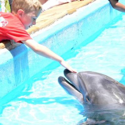Dolphin Fun *Shutterbug Shakedown #21