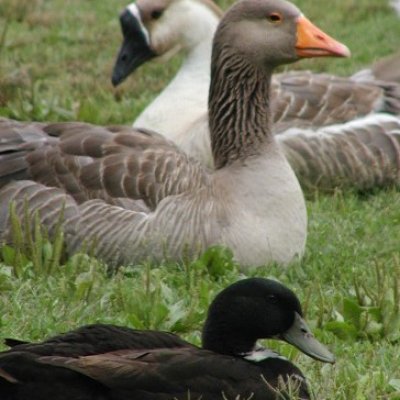 Birds at the park