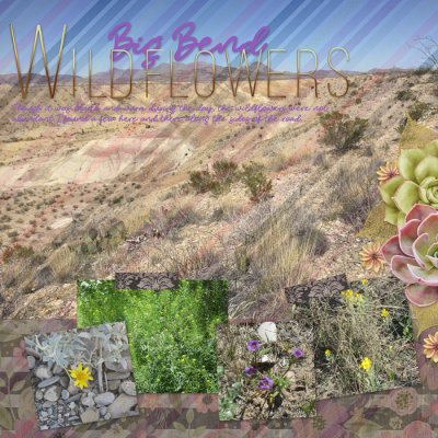 Big Bend Wildflowers