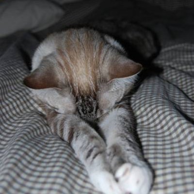 Shutterbug challenge #19: sleep (original photo)